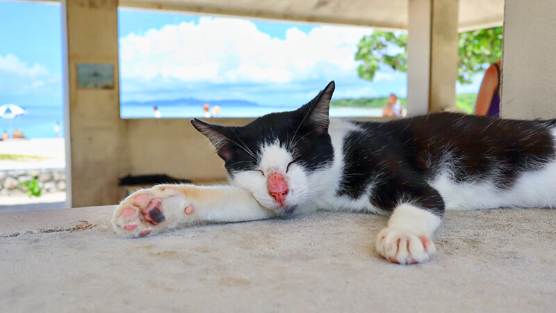 沖縄の八重山諸島、石垣島の離島、竹富島のコンドイビーチの猫